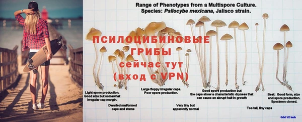 индика Алзамай